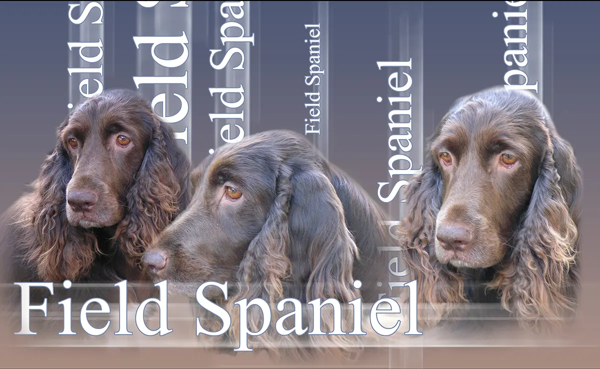Field Spaniel