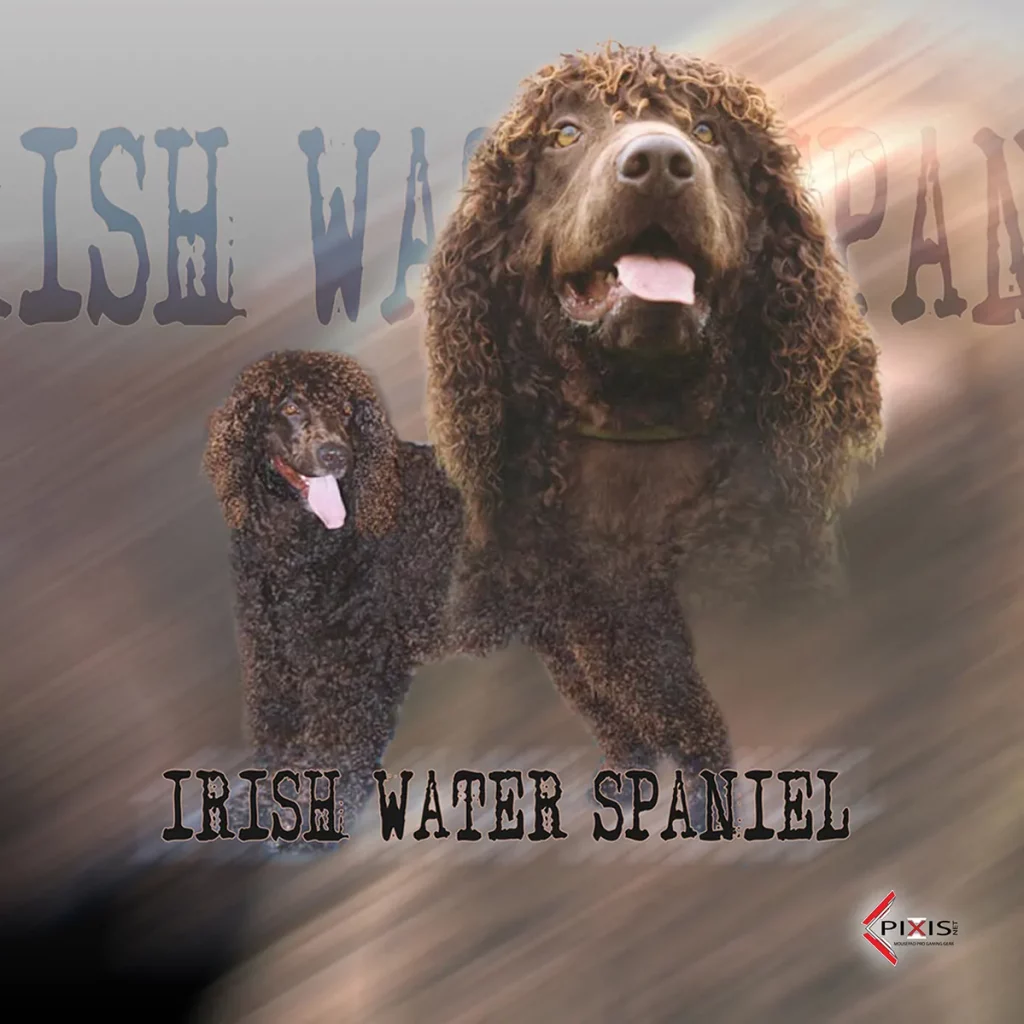 Chien D Eau Irlandais plaque attention chien chien d eau irlandais