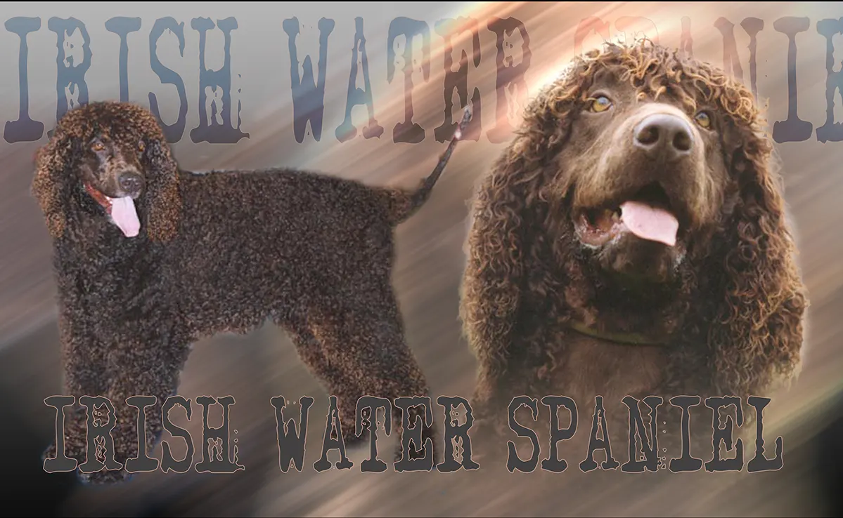 Chien D Eau Irlandais