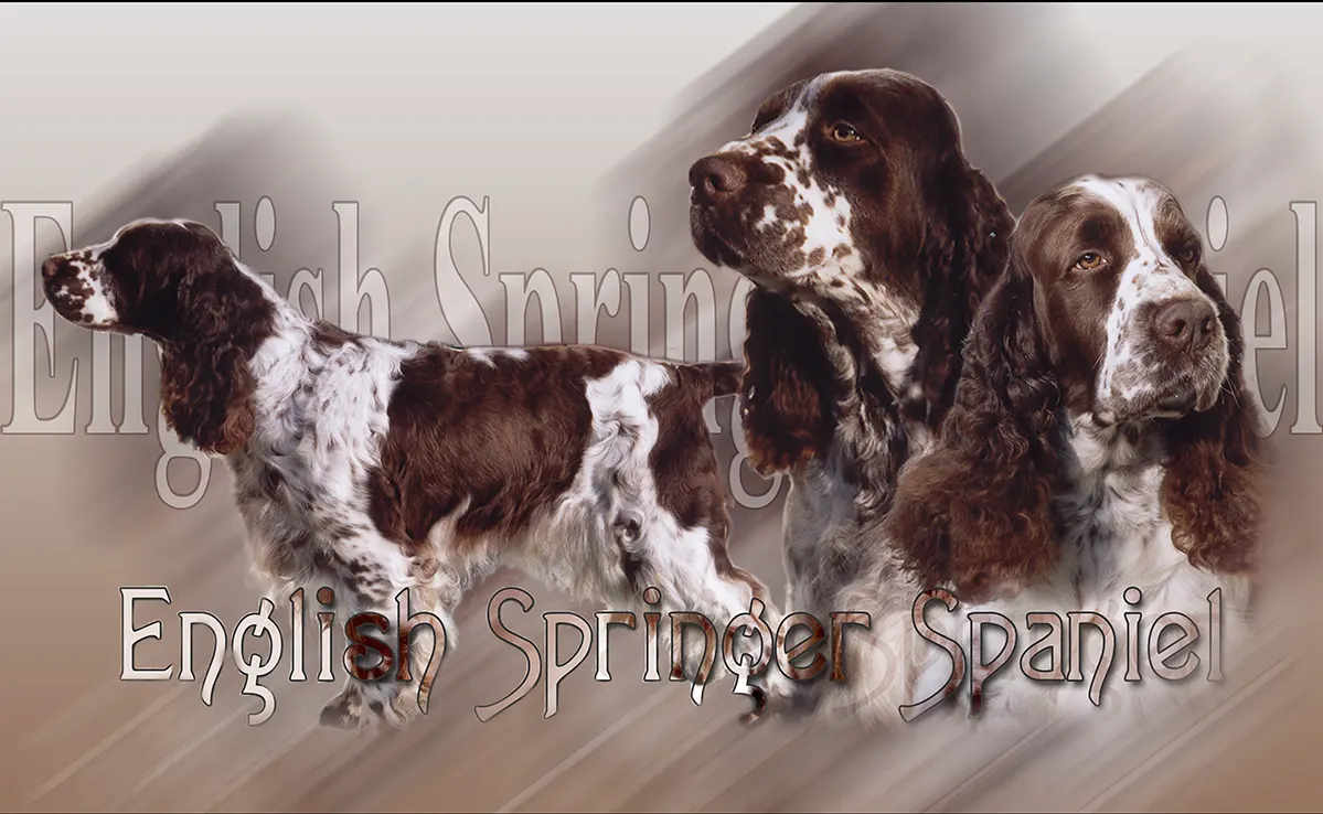 English Springer Spaniel