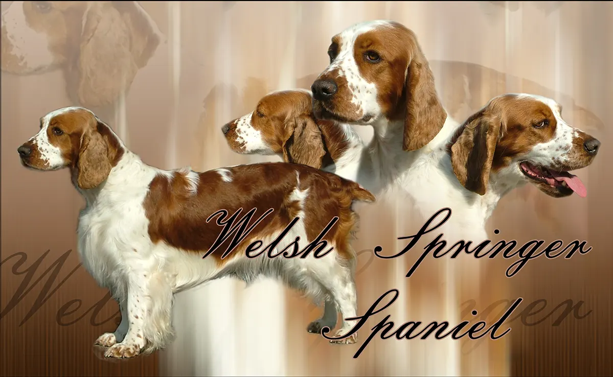 Welsh Springer Spaniel