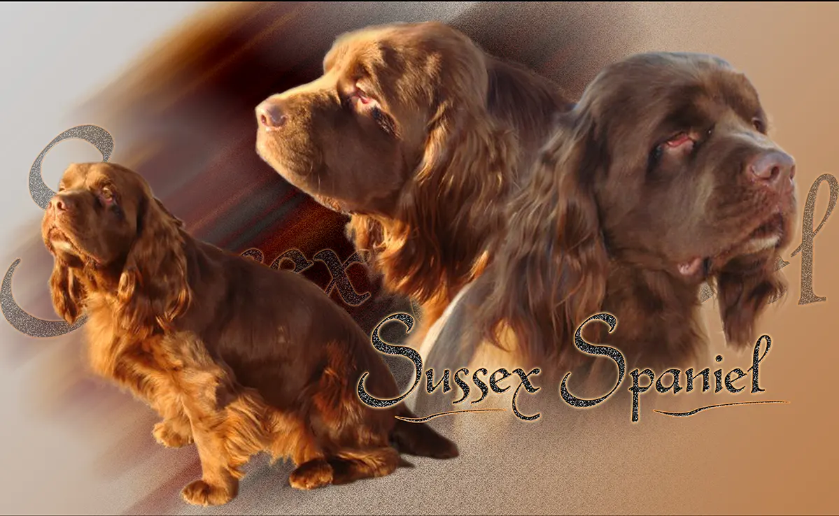 Sussex Spaniel
