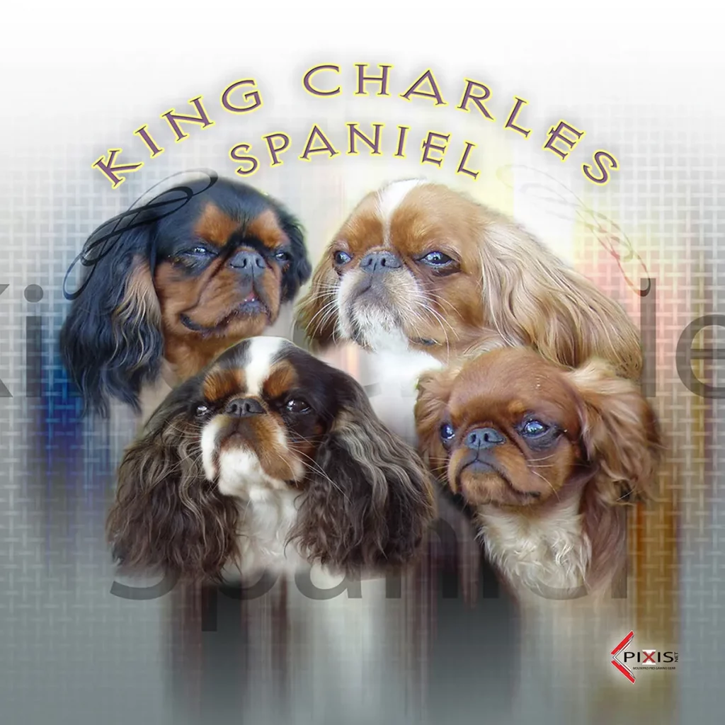 plaque attention chien king charles