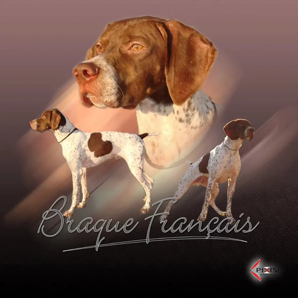 Braque Francais plaque attention chien braque francais