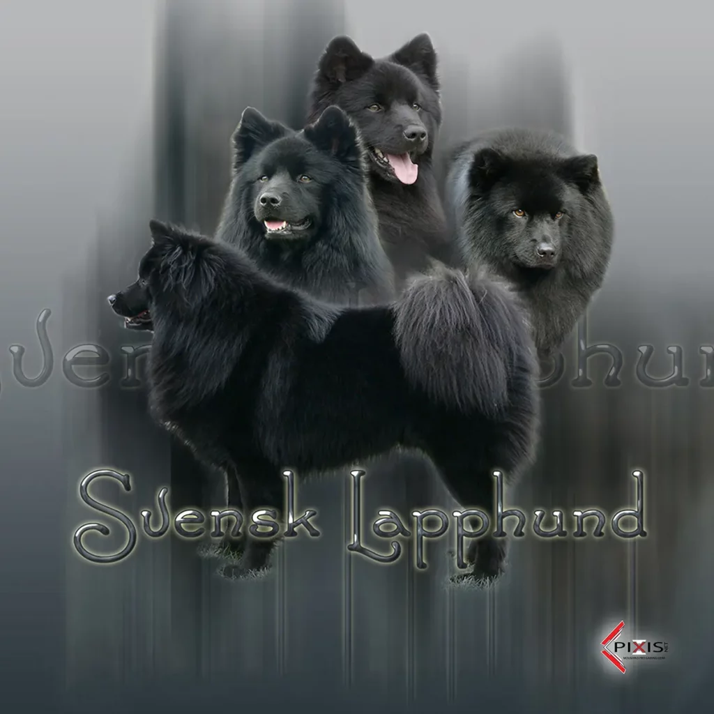Svensk Lapphund plaque attention chien svensk lapphund