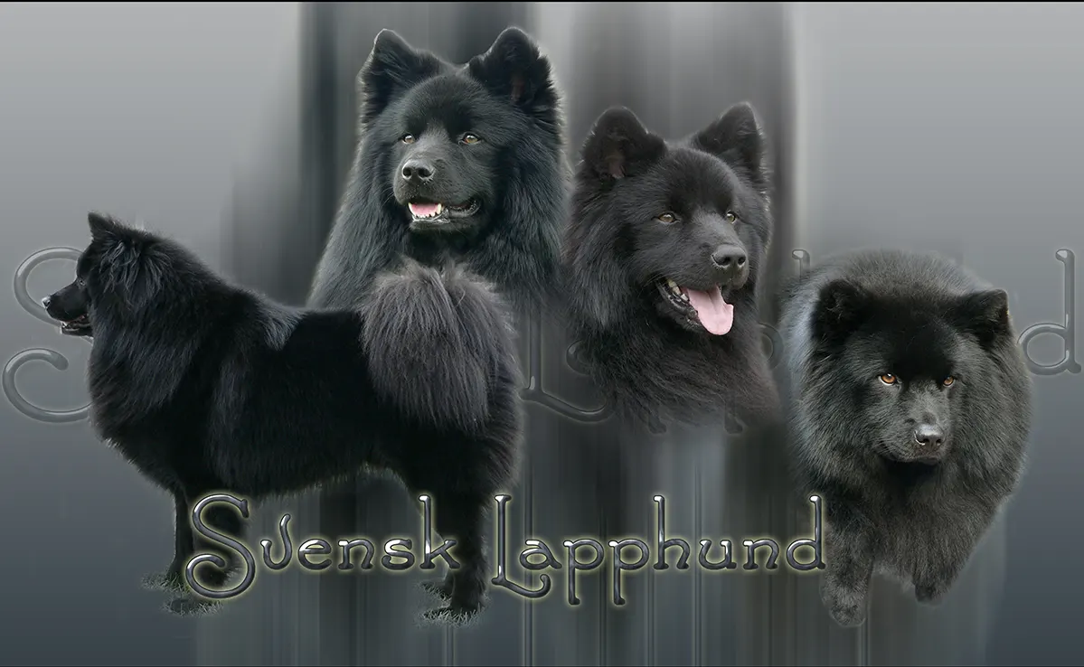 Svensk Lapphund