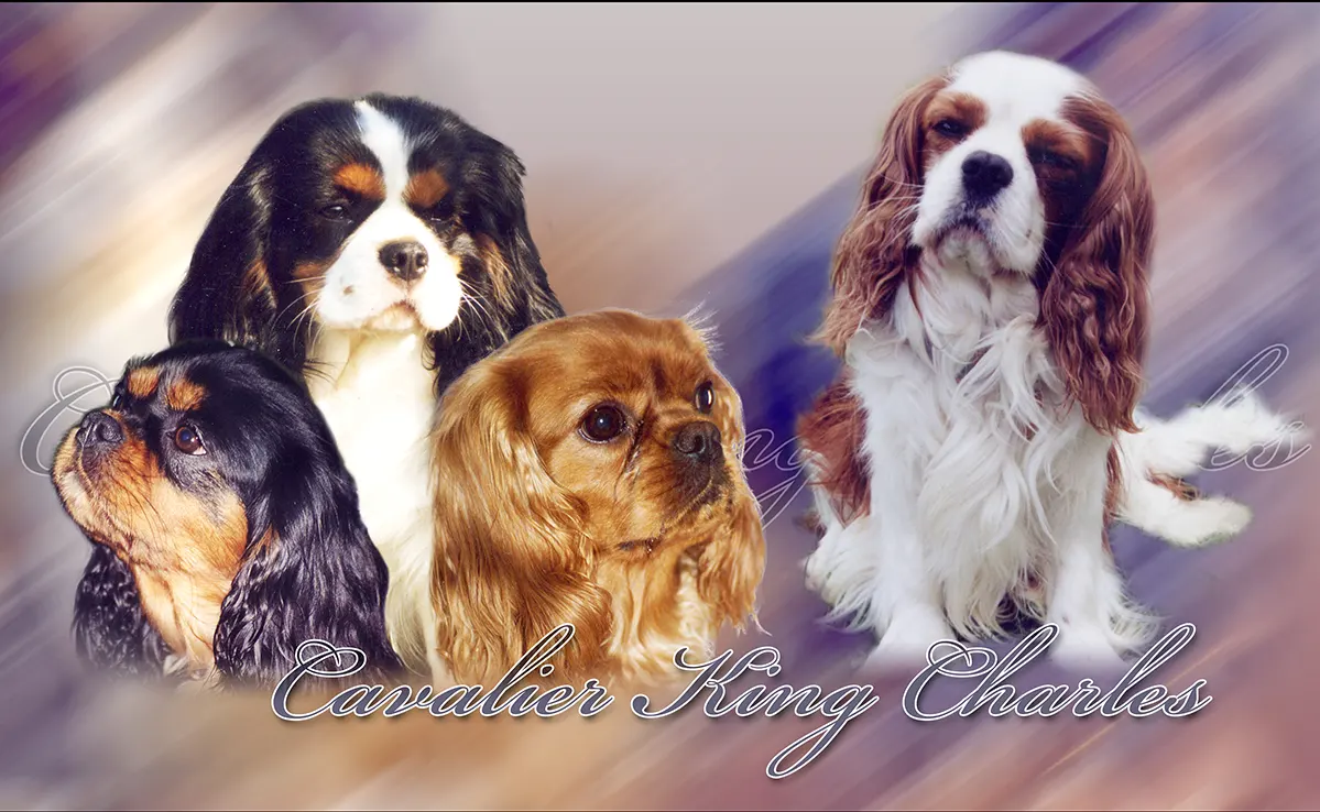 Cavalier King Charles