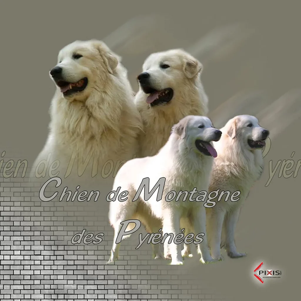 plaque attention chien montagne des pyrenees