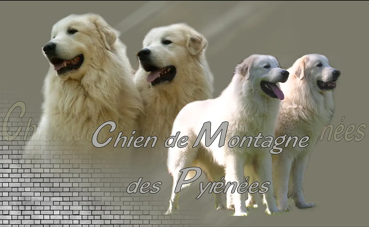 Montagne Des Pyrenees