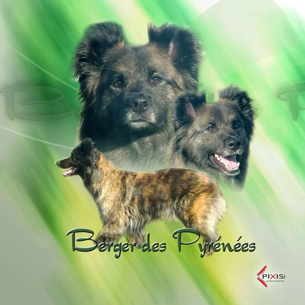 Berger Des Pyrenees plaque attention chien berger des pyrenees