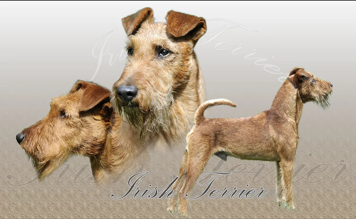 Irish Terrier