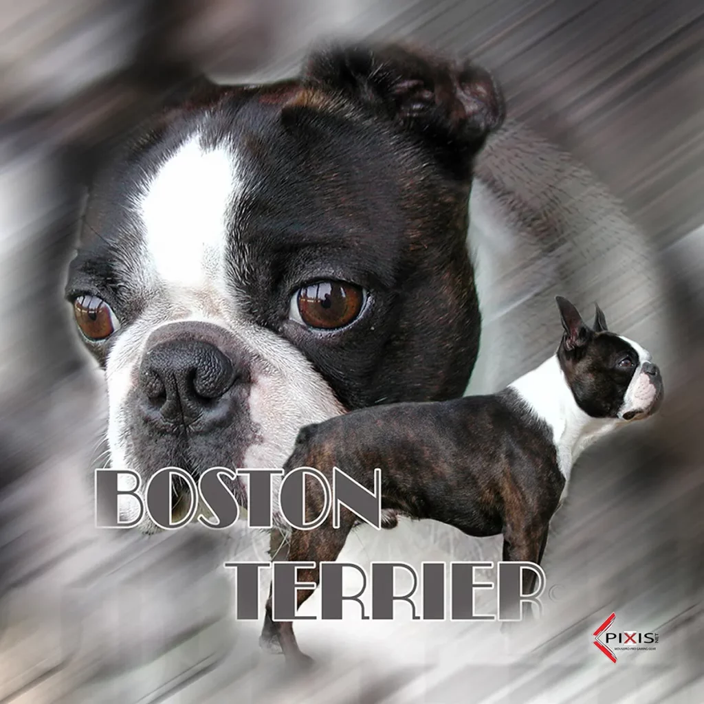 Boston Terrier plaque attention chien boston terrier