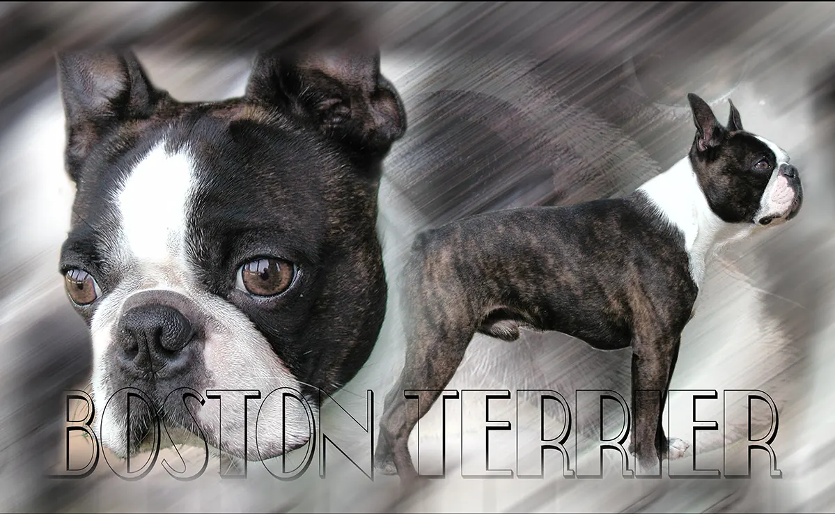 Boston Terrier