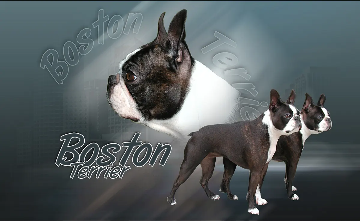 Boston Terrier