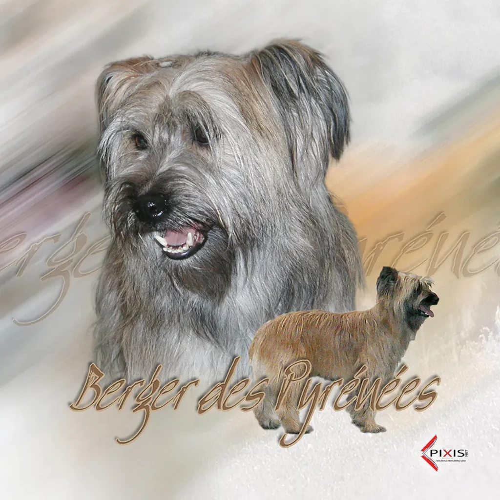 plaque attention chien berger des pyrenees a poil long