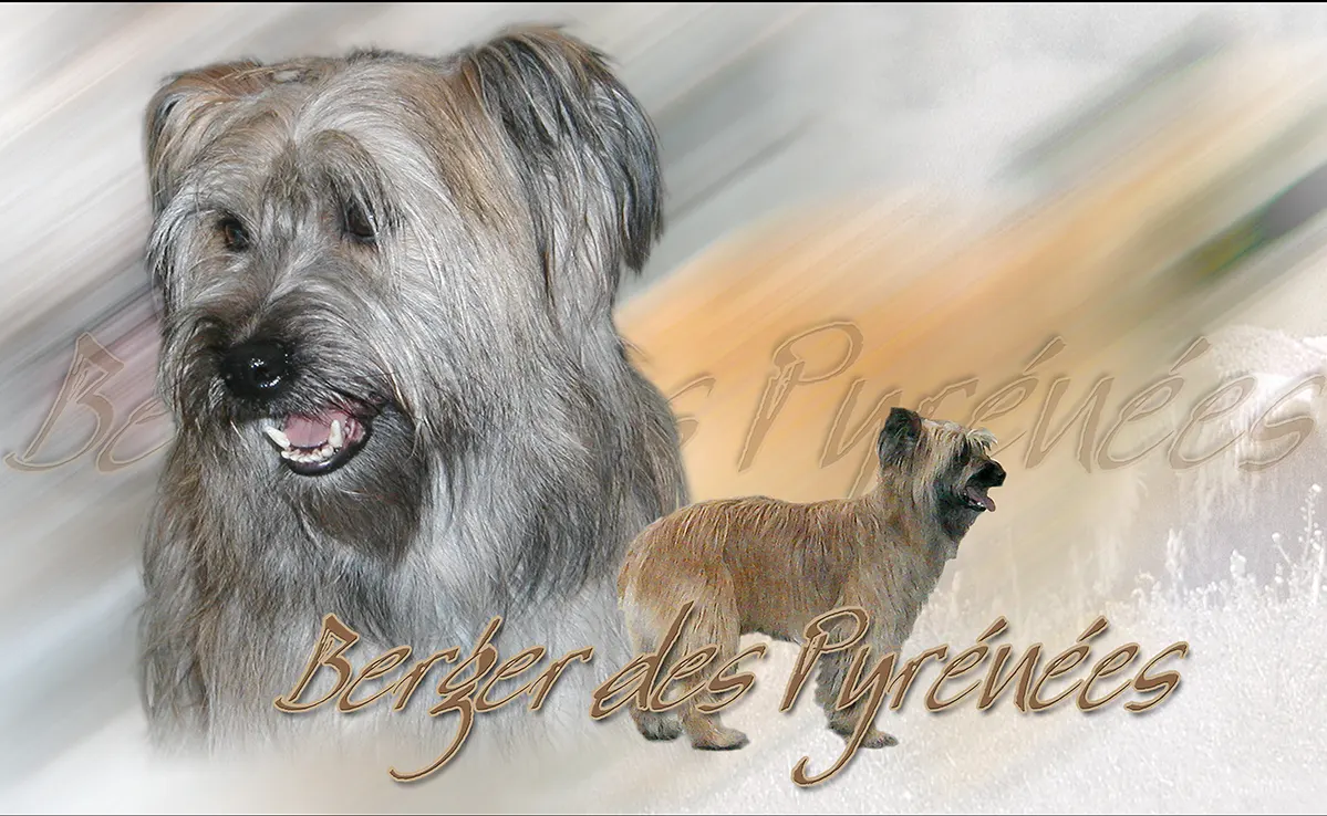 Berger des Pyrenees a poil long