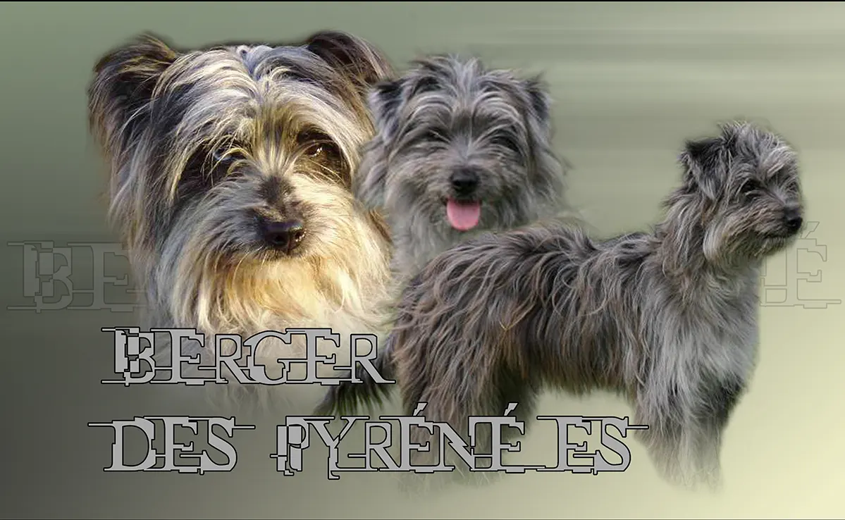 Berger des Pyrenees a poil long