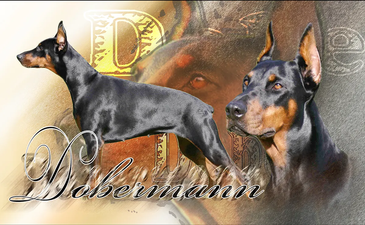 Doberman