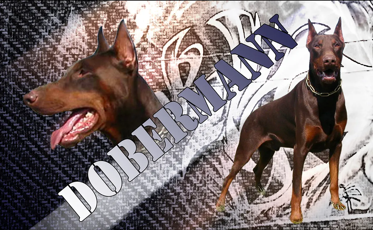 Doberman