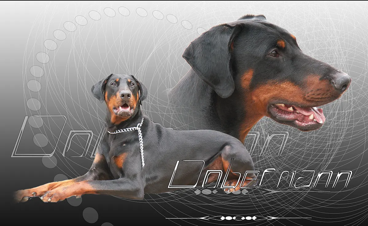 Doberman