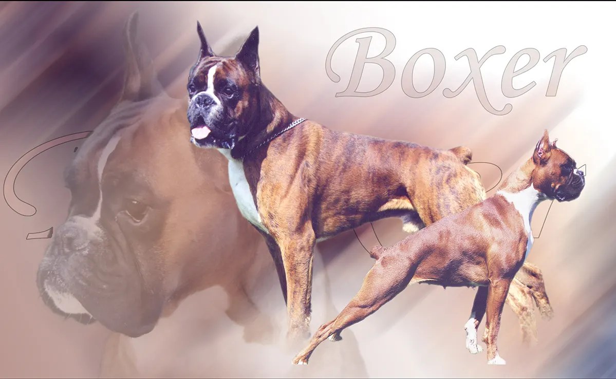 Boxer Chien