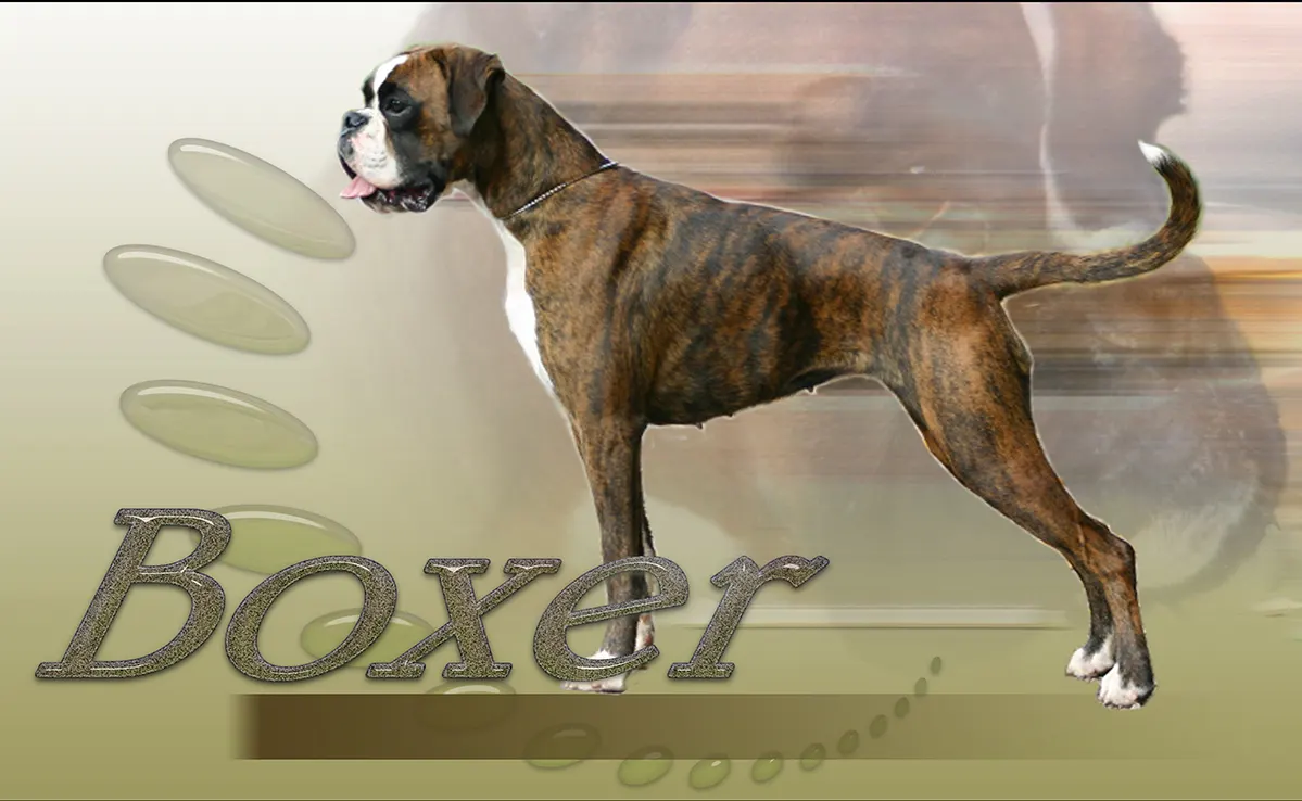 Boxer Chien