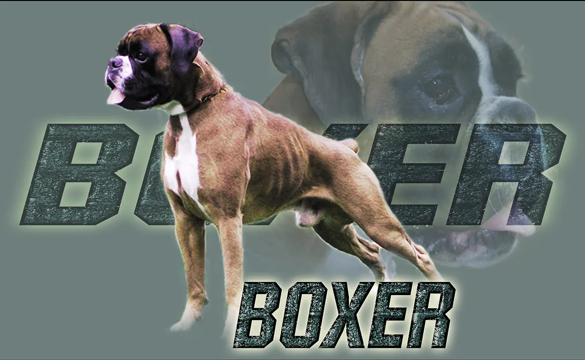 Boxer Chien