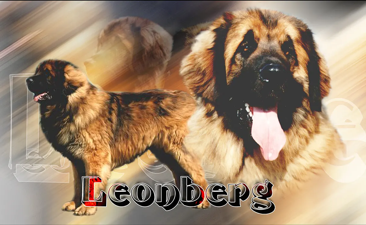 Leonberg