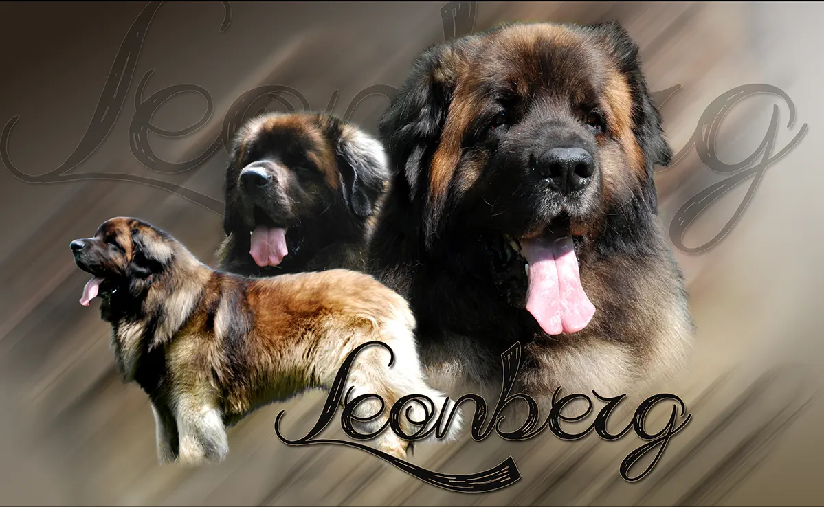 Leonberg