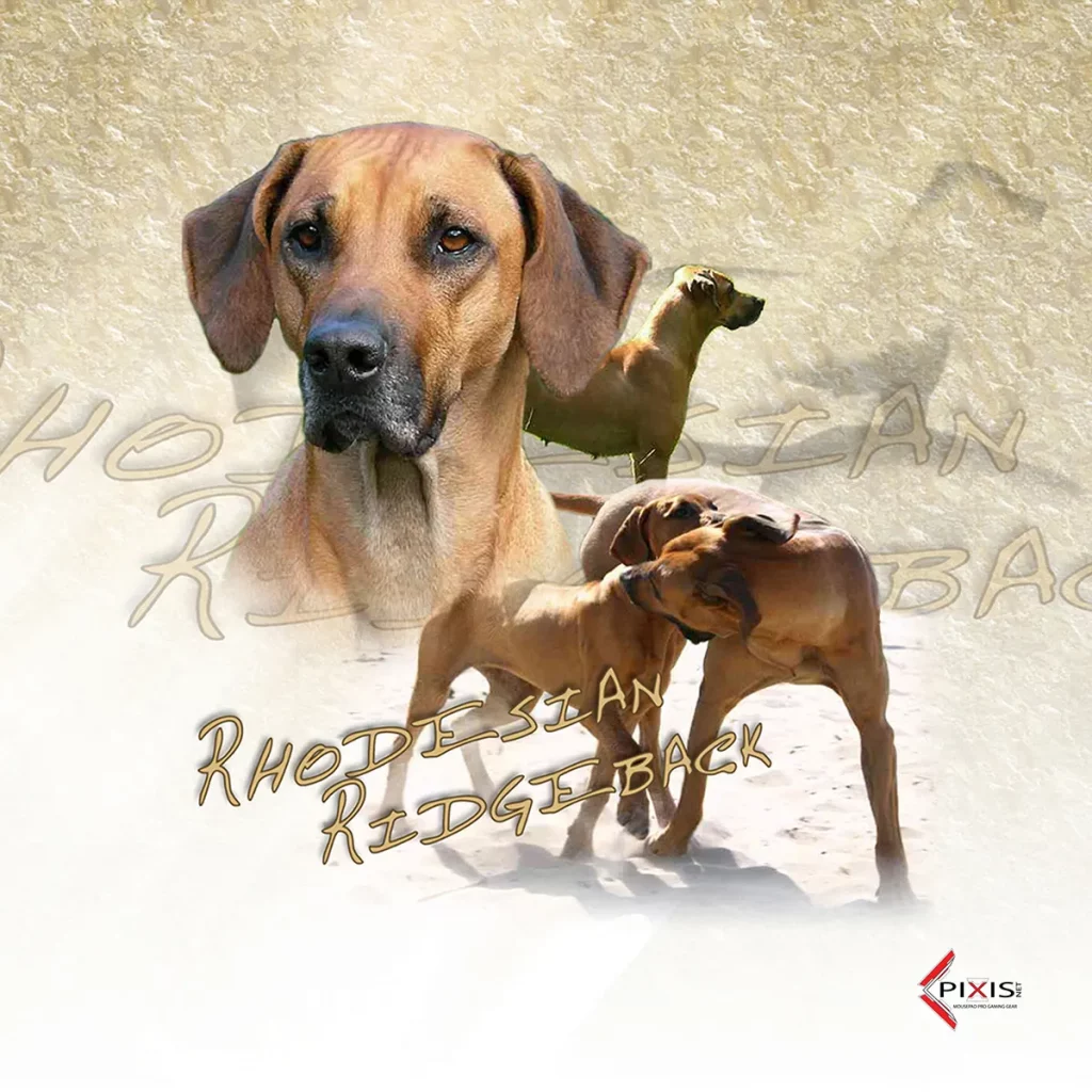 plaque attention chien rhodesian ridgeback