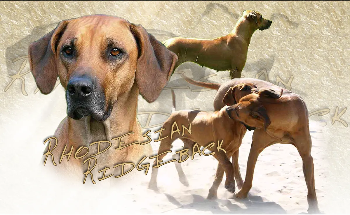 Rhodesian Ridgeback