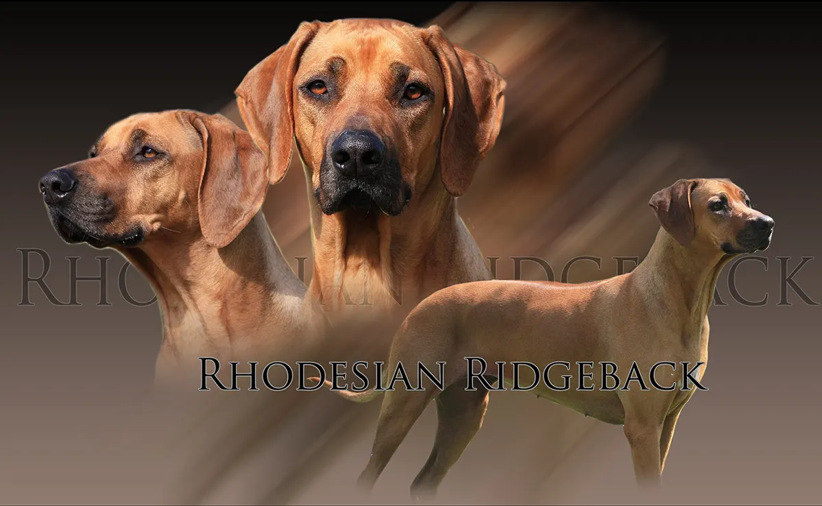 Rhodesian Ridgeback