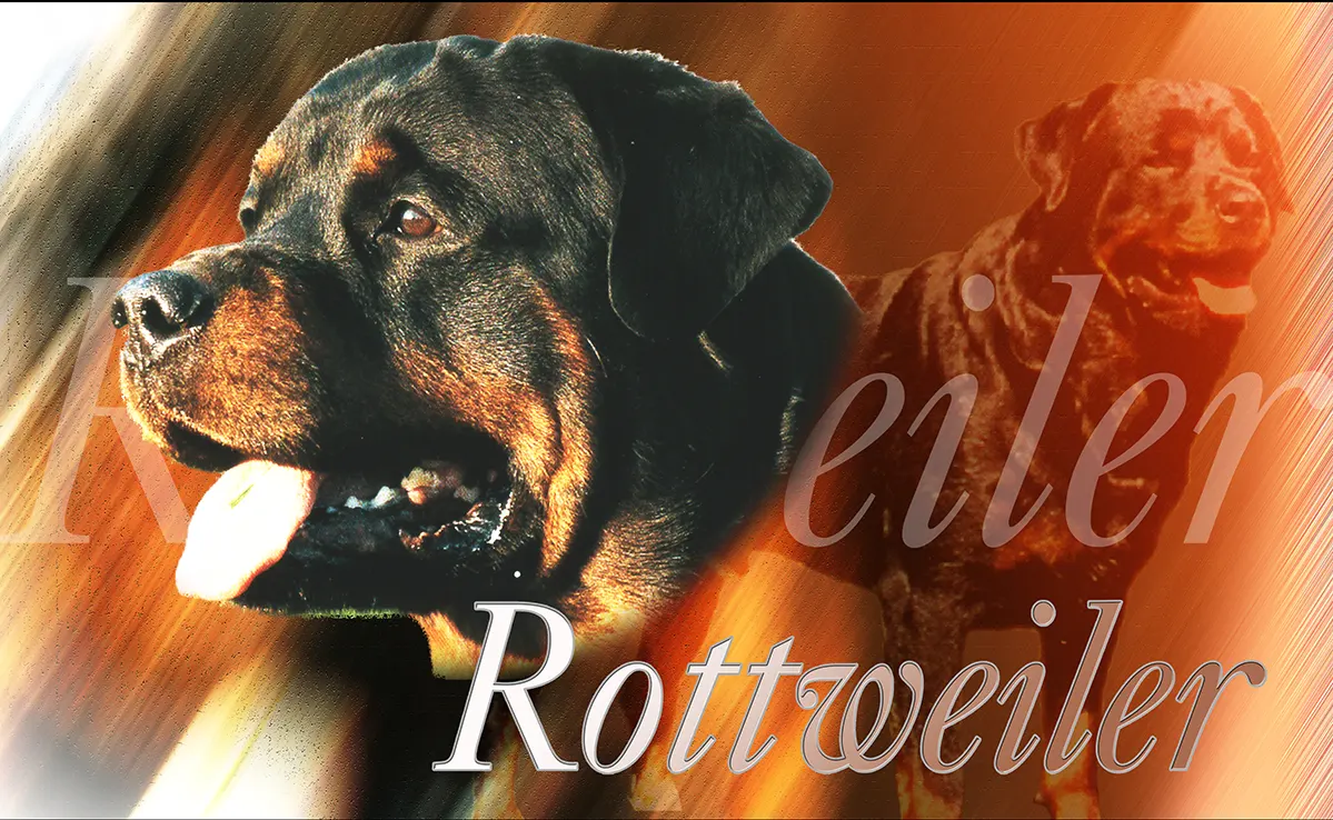 Rottweiller