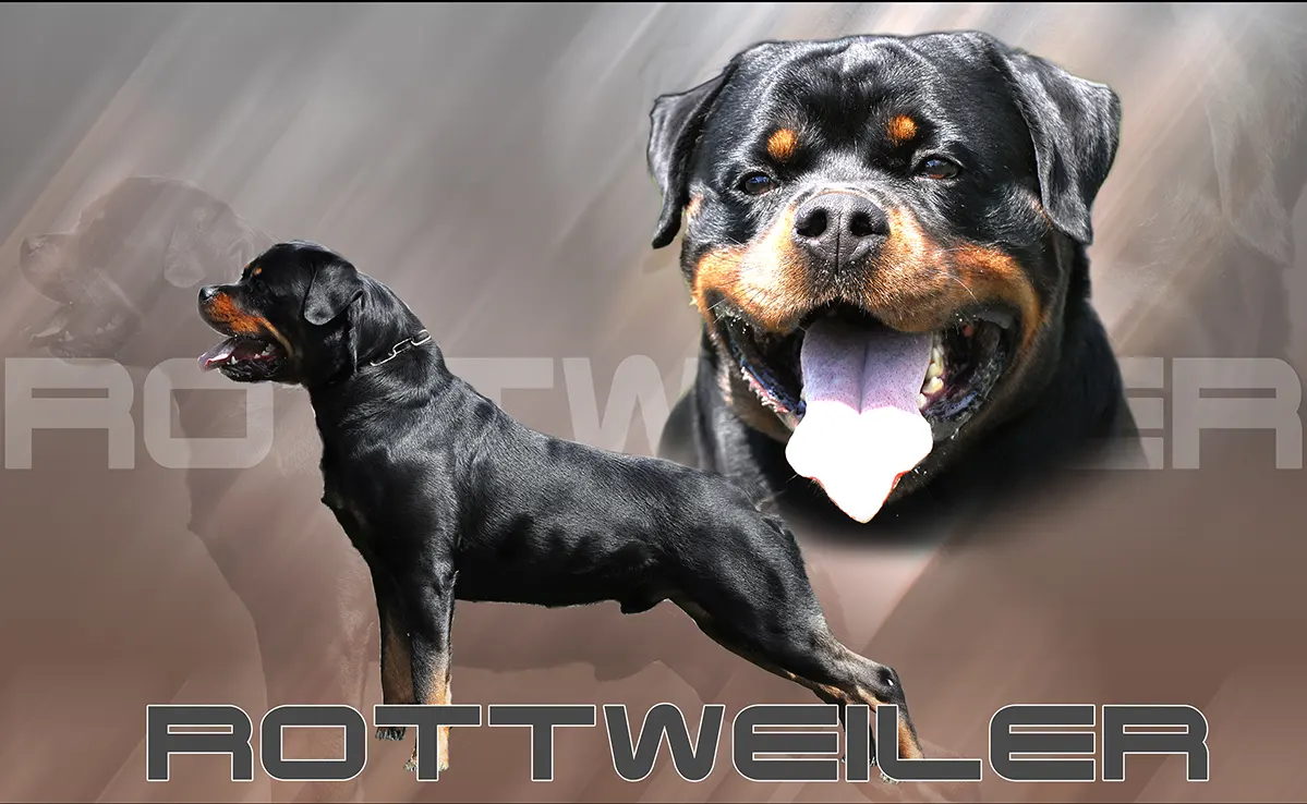 Rottweiller
