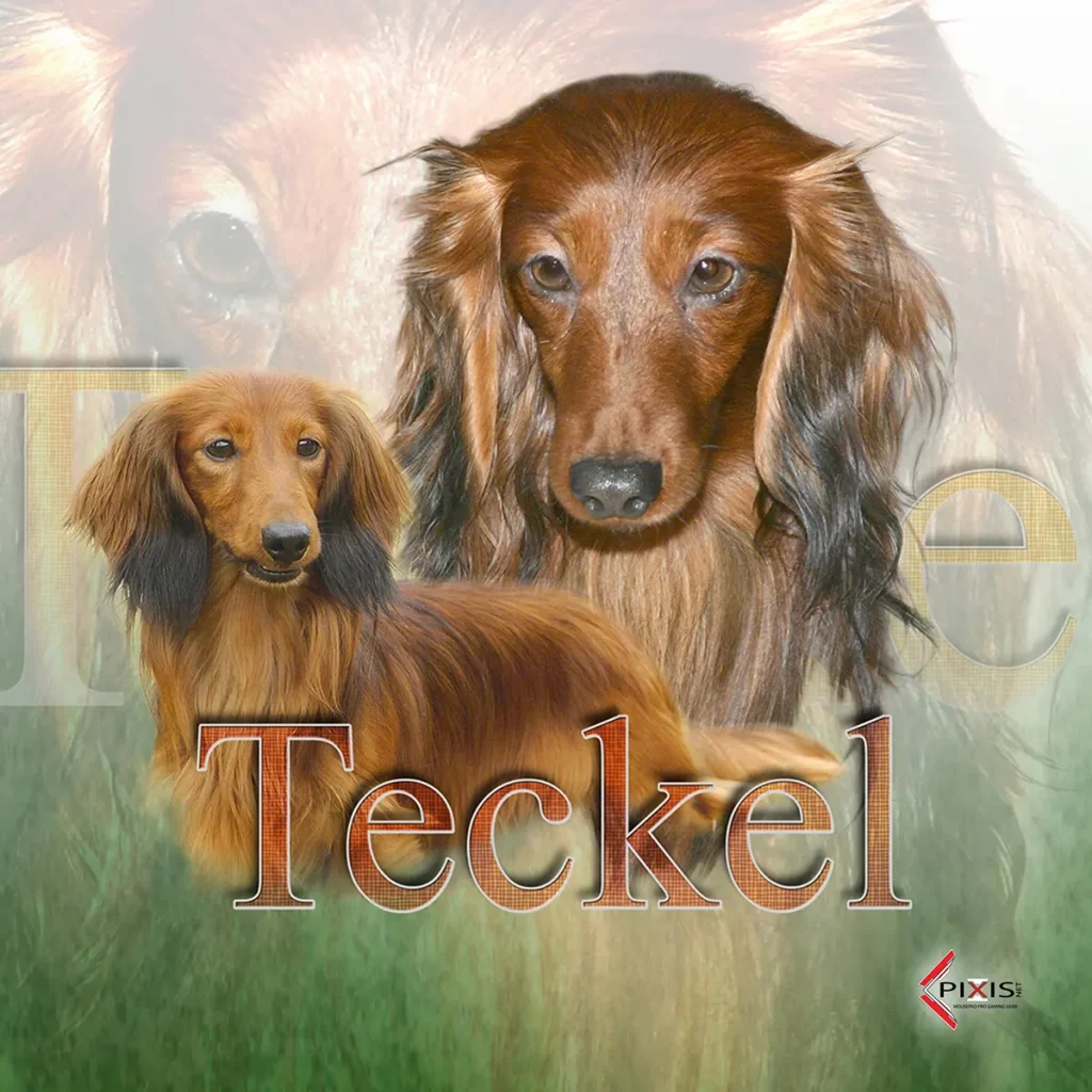 plaque attention chien teckel