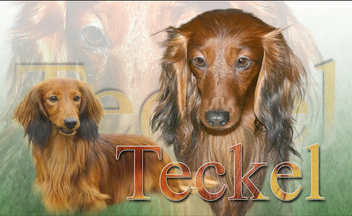 Teckel