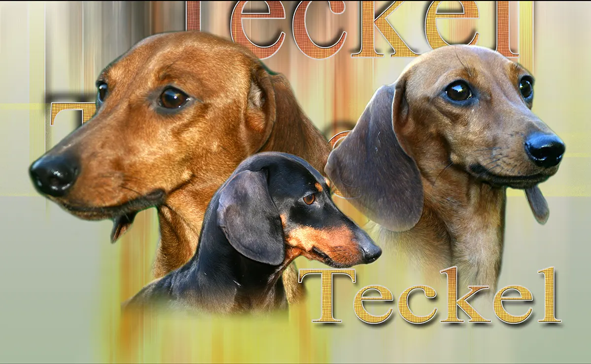 Teckel