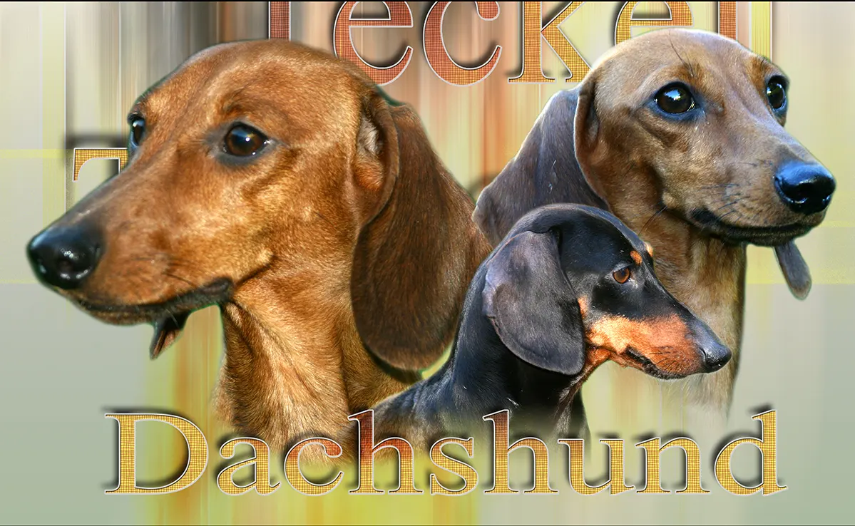 Teckel