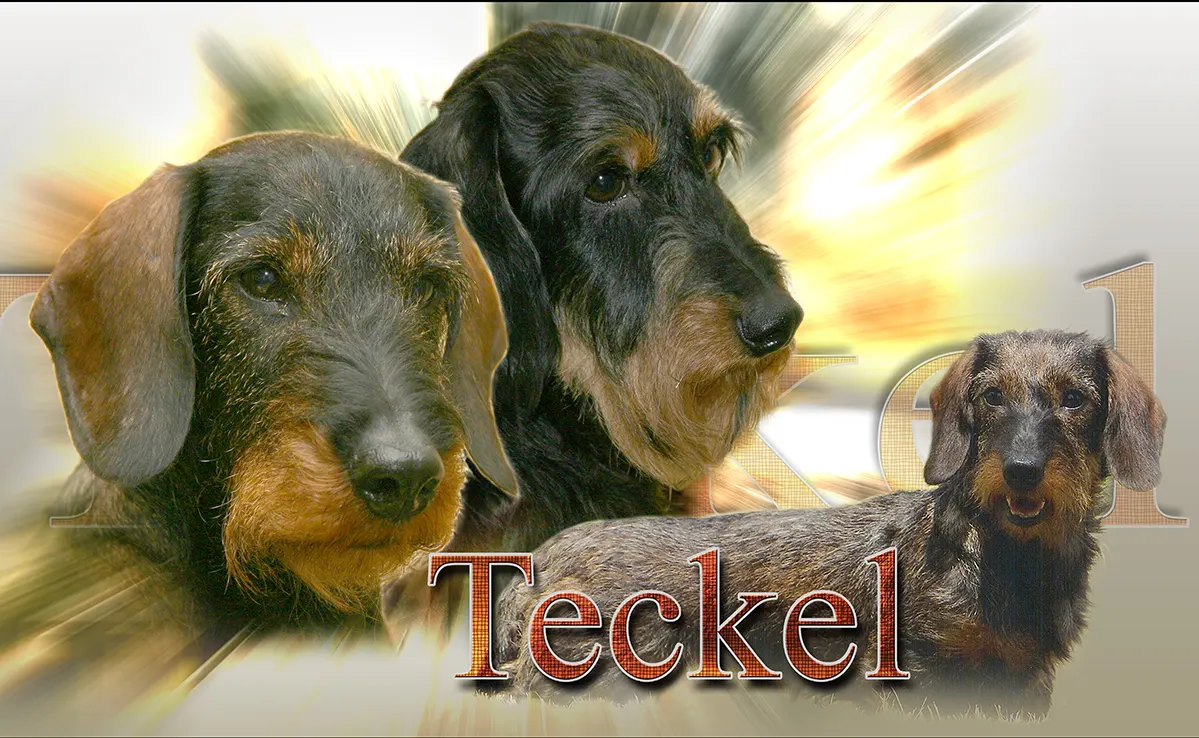 Teckel