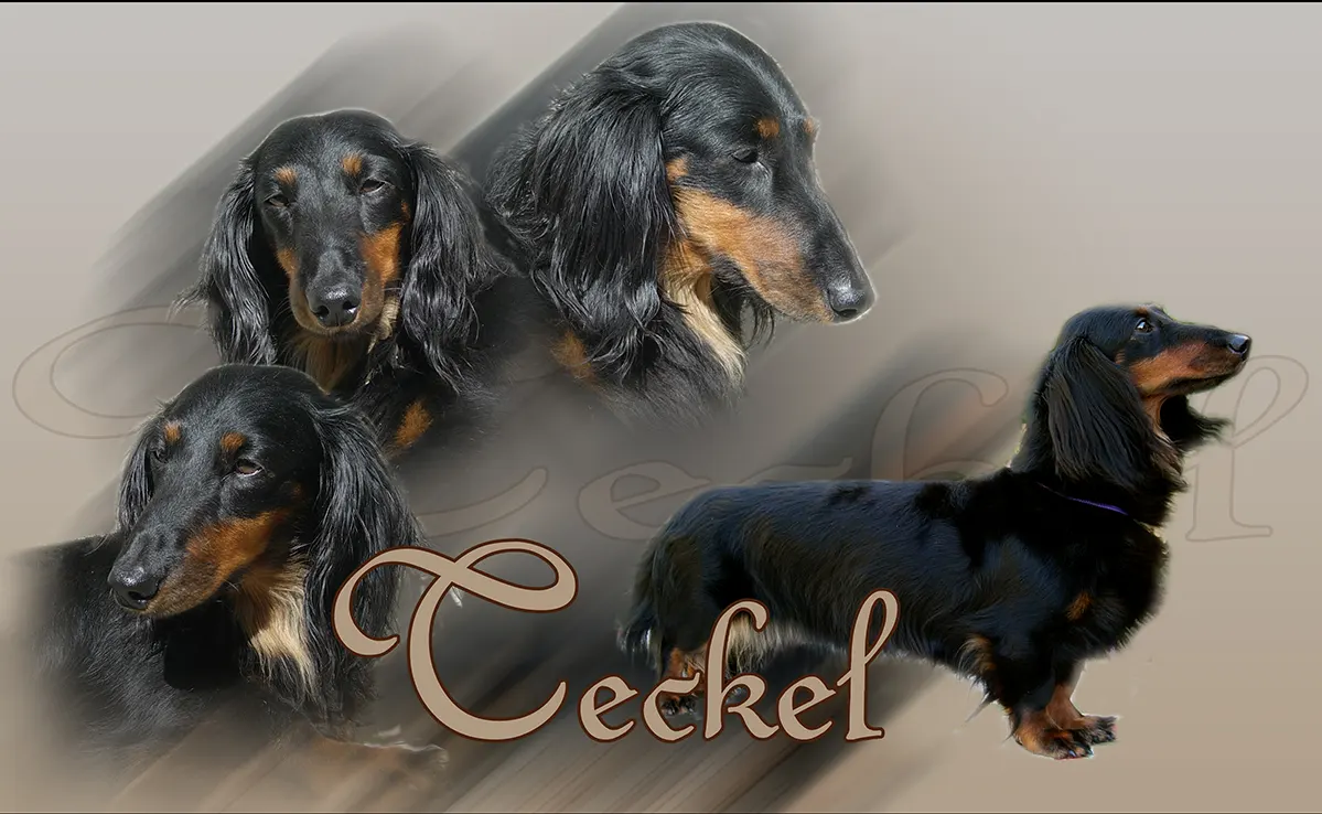 Teckel
