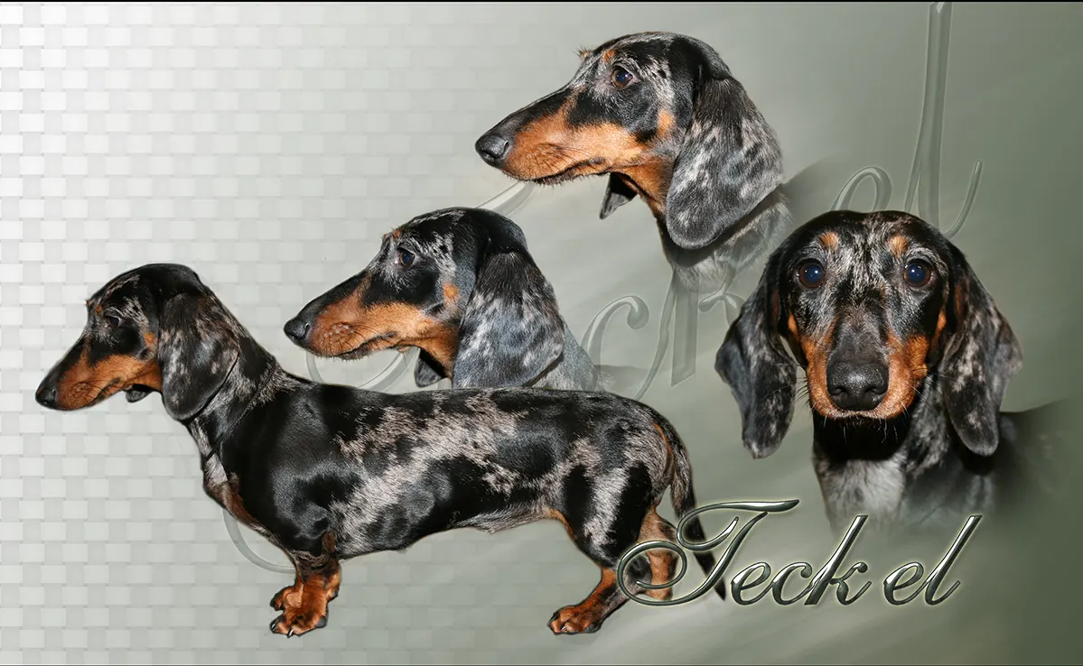 Teckel