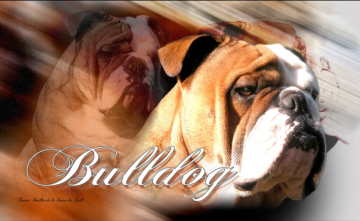 Bouledogue Anglais
