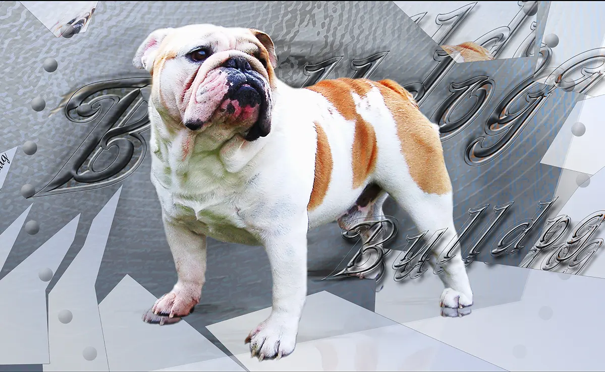 Bouledogue Anglais