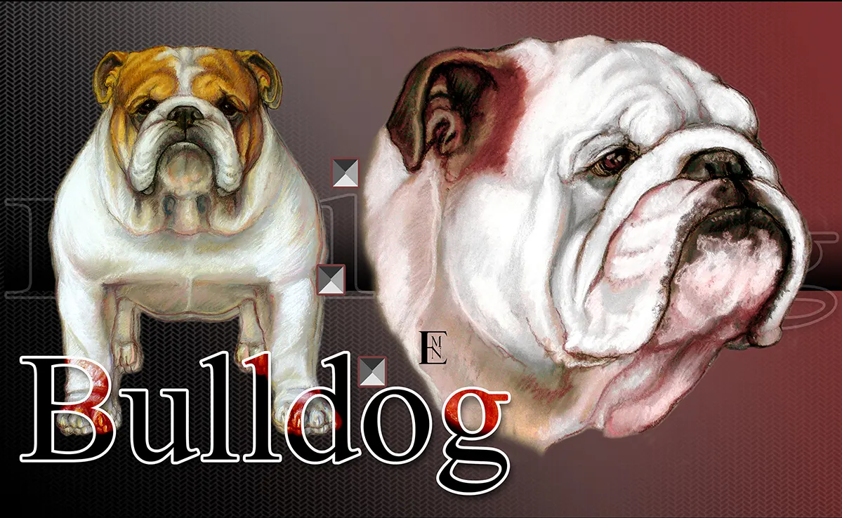 Bouledogue Anglais