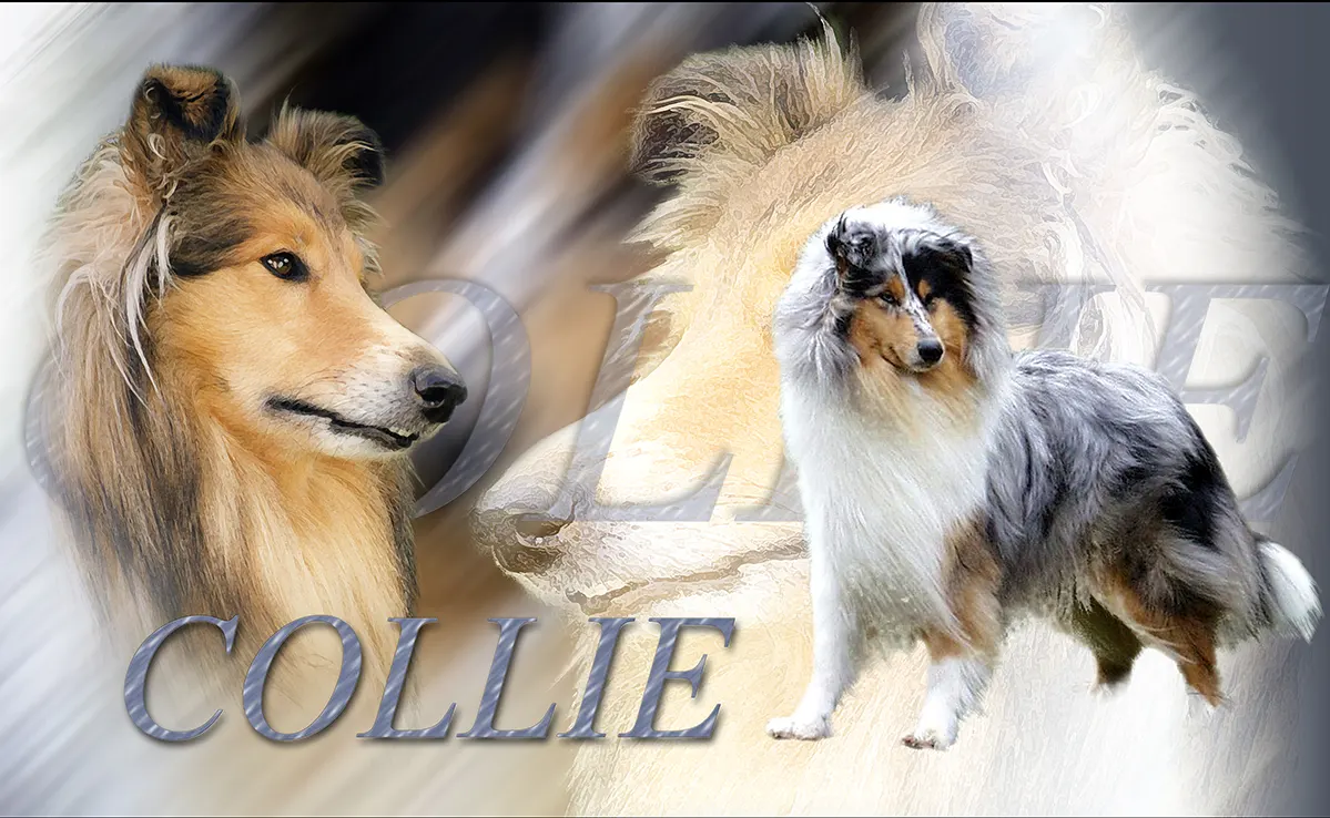 Colley