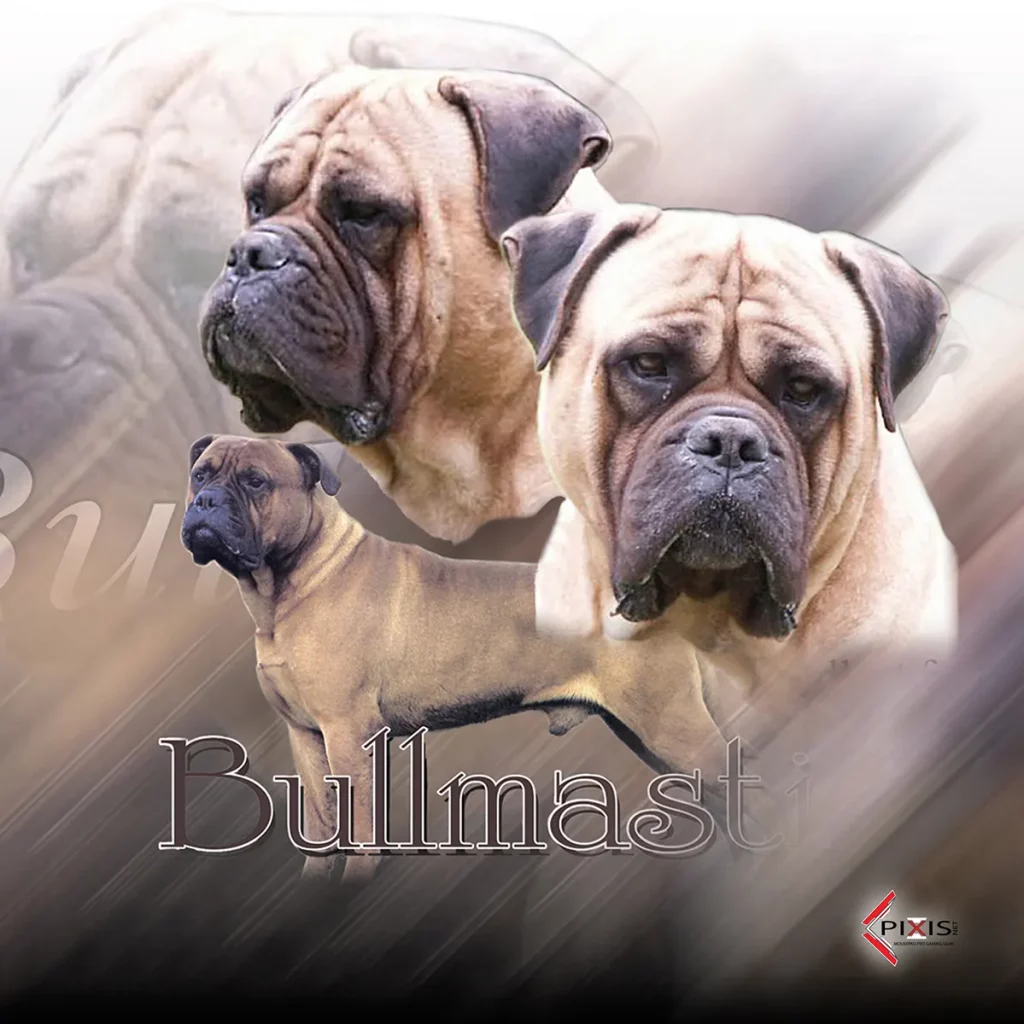 plaque attention chien bullmastiff