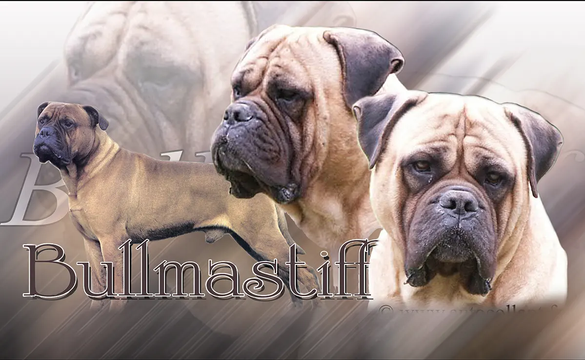 Bullmastiff