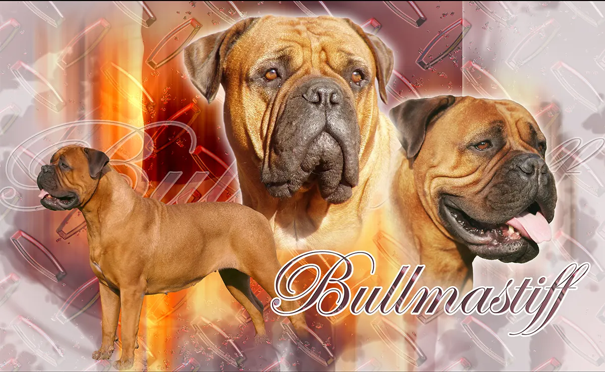 Bullmastiff