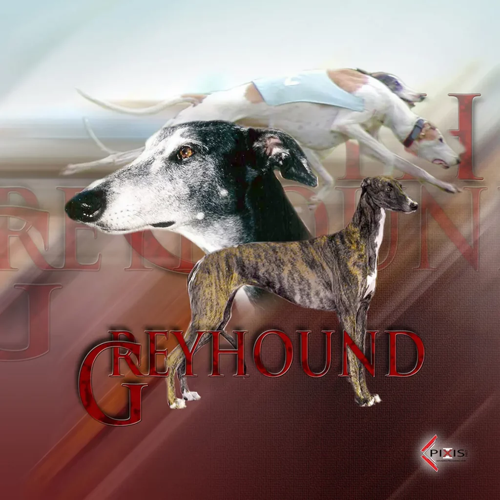 plaque attention chien greyhound