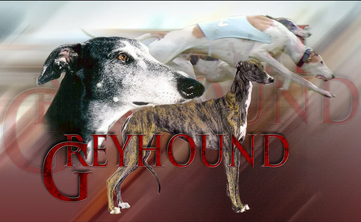 Greyhound